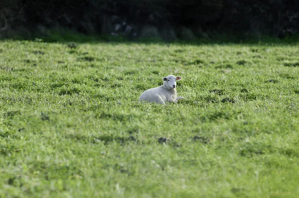 Otların arasında dinlenme kuzu