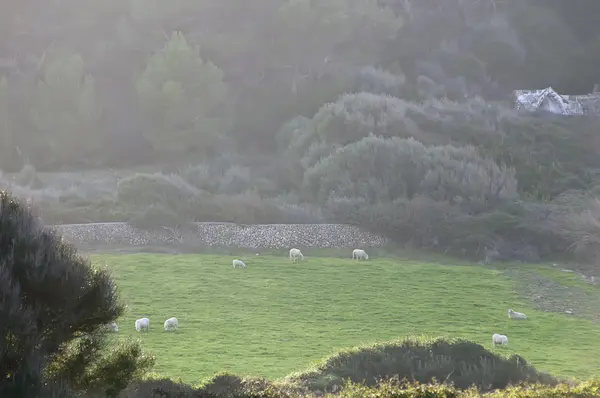 Güneşin ilk ışınlarının otlatma koyun sürüsü