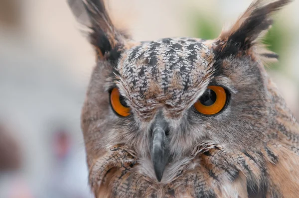 Baykuş - Buho gerçek