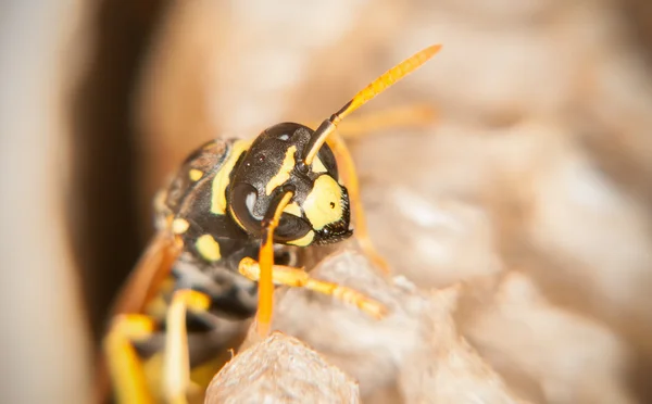 Wasp peteğin (makro korur)