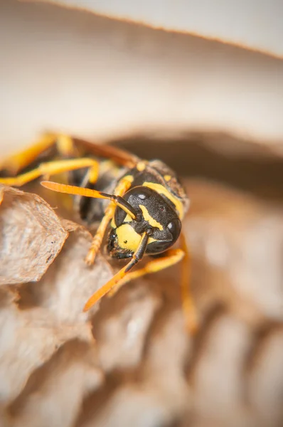 Wasp peteğin (makro korur)