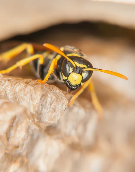 Wasp peteğin (makro korur)