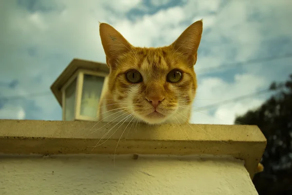 Genç zencefil kedi.