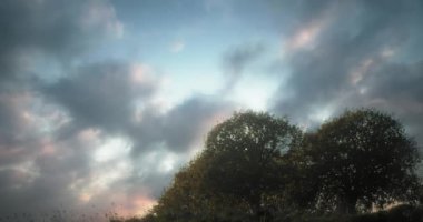 Ağaçlı güzel bir akşam manzarası, hareket eden bulutlar ve bir ay. Doğa konsepti. Yavaş çekim, uzun atış..