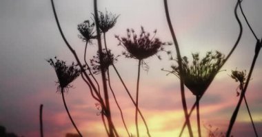 Gün batımında yosun bitkilerinin siluetini gökyüzünün arka planına yaklaştır. Doğa konsepti. Yavaş çekim.