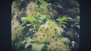 Beyaz çiçekli güzel ağaç