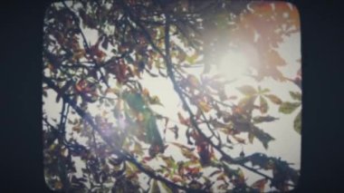 Yaprakların arasında parlayan güneş ışınları 