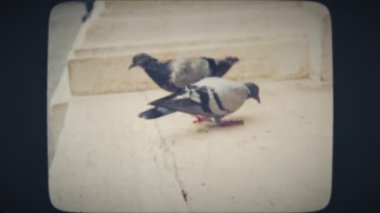 Güvercinler eski kasabada yemek yiyor.