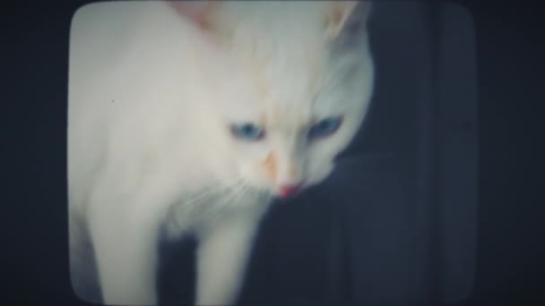 白猫看着摄像机 — 图库视频影像