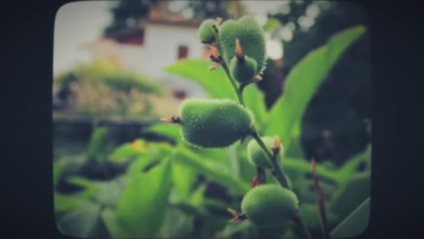 Grön växt med taggiga blommor — Stockvideo