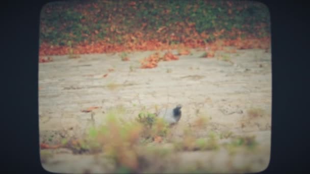 Taube läuft über den Bürgersteig — Stockvideo