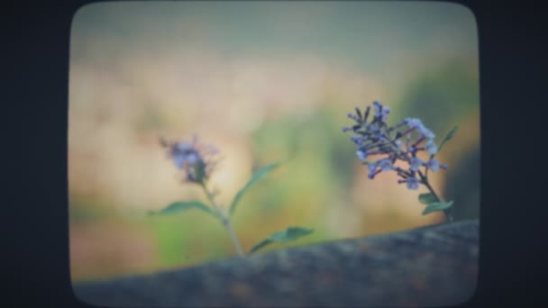 Vakker plante, by i bakgrunnen – stockvideo