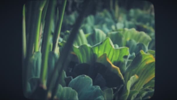 Plantas verdes con grandes hojas anchas. — Vídeo de stock
