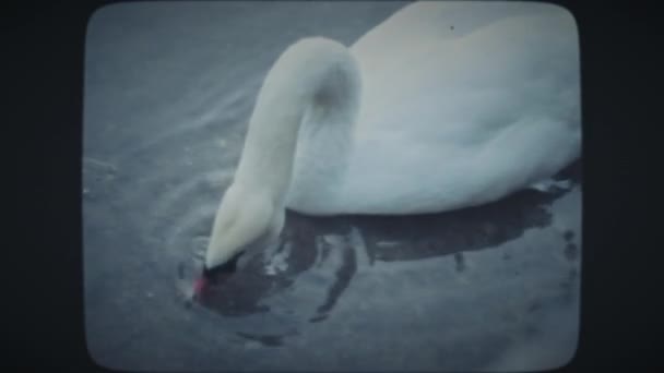 Cygne à la recherche de nourriture dans un lac glacé — Video