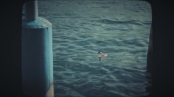 Kacsa úszik a tóban, hogy elkapja az élelmiszer — Stock videók