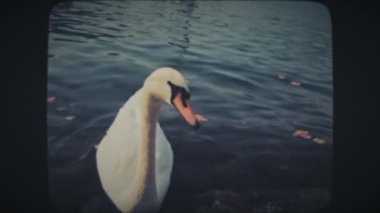 Mavi suda yüzen kuğu.