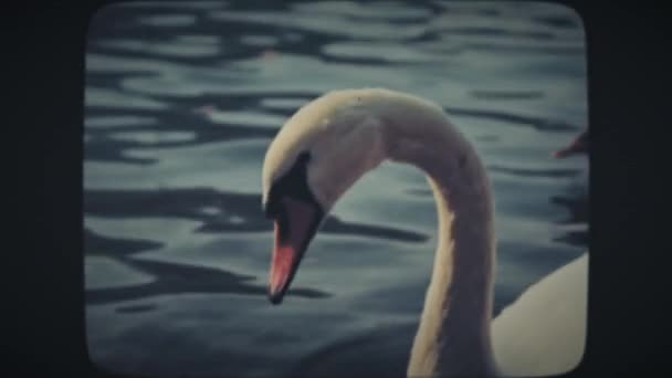 Hattyú lebeg a kék tóban, közelről — Stock videók