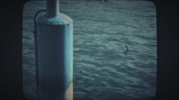Kacsa jelenik meg a vízből halakkal — Stock videók