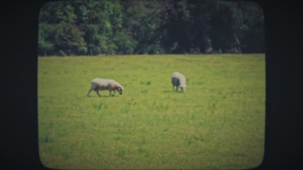 A juhok füvet esznek a zöld réten — Stock videók