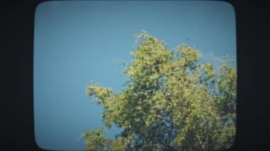 Güçlü rüzgarda esen ağaç dalları.