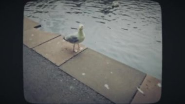 Martı suyun kenarında yürüyor.