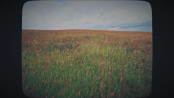金色の麦畑をかき混ぜて風 — ストック動画
