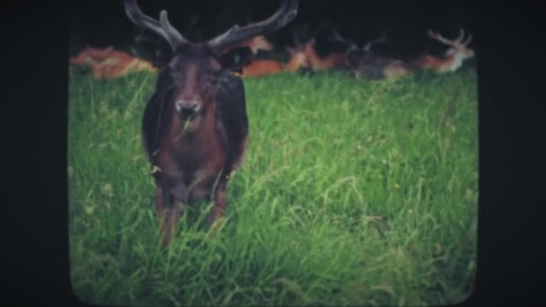 En hjort på de gröna ängarna äter gräs — Stockvideo