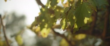 Yeşil yapraklar arasında yaz güneşi