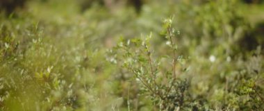 Güneşli bir günde çalılıklarda yeşil yapraklar