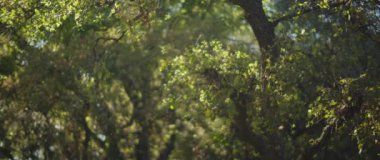 Ağaç yapraklarının üzerinde parlayan güneş ışığı