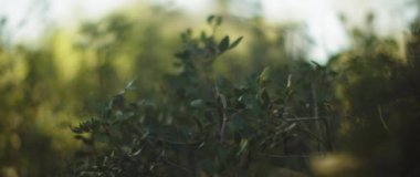 Bulanık arkaplanda yeşil yapraklar