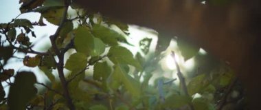 Güneş yeşil yaprakların arasında parlıyor