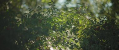 Parktaki yeşil çalıların üzerinde parlayan güneş