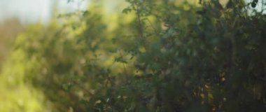 Bulanık arkaplanda yeşil çalılar