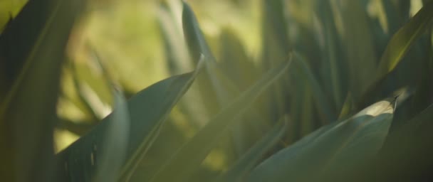 Close up of big green pointy leaves — Stock Video