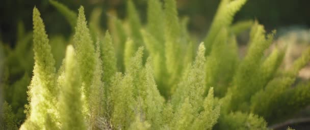 Frumoasă plantă de ferigă de coadă — Videoclip de stoc