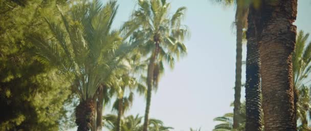 Palm pohon bertiup dalam angin — Stok Video