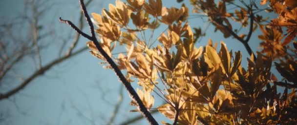 Goldene Blätter an einem sonnigen Tag — Stockvideo
