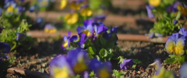 Blomster svajende i vinden, nærbillede – Stock-video