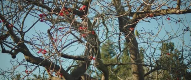 Ağaç dalında oturan yeşil muhabbet kuşu — Stok video