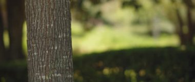 Bulanık yeşil arkaplanda ağaç gövdesi