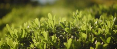 Bitkinin üzerindeki küçük yeşil yaprakları kapat