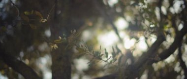 Güneş ışıkları ağaç yaprakları arasında parlıyor.