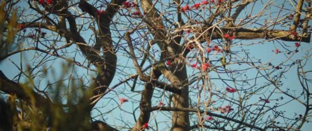 Periquito verde sentado en una rama de árbol — Vídeo de stock