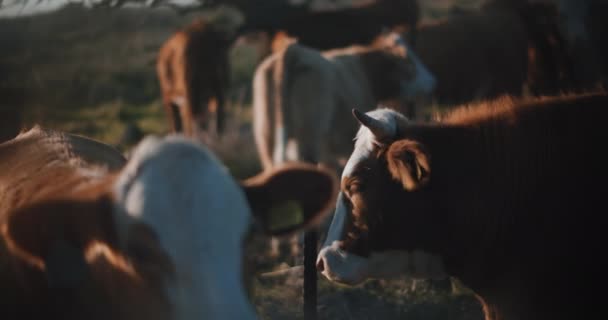 Vacche delle Highlands al tramonto al pascolo — Video Stock