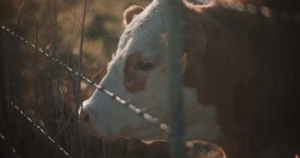 柵の横に立つ一頭の牛 — ストック動画