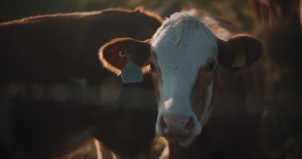 Brown cows enjoying the sunset — стокове відео