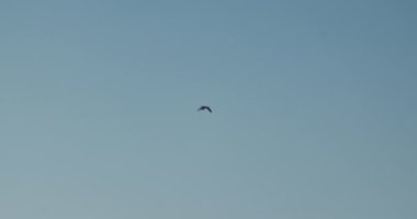 Gökyüzündeki küçük siyah kuş