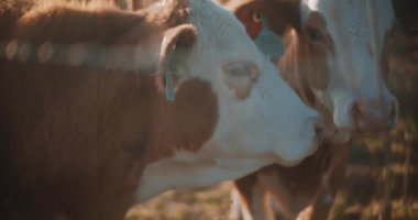 İnekler birbirini kokluyor.