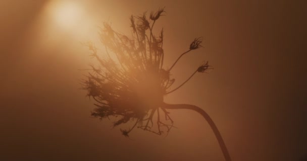 Sun rays shining upon hogweed plant — стоковое видео